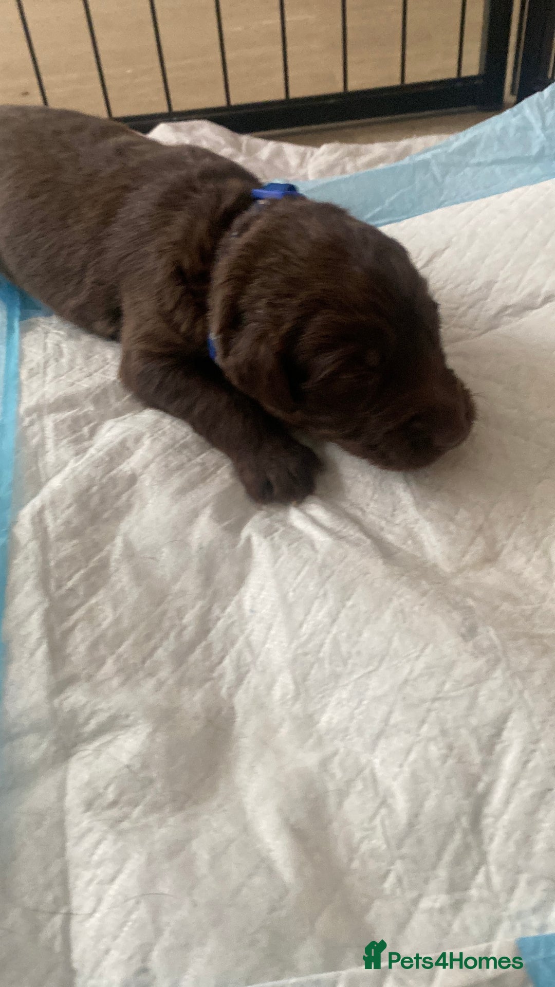 Mixed Breed dogs for sale: Beautiful Family-Raised Sheprador Puppies - Image 22