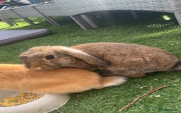 Mixed Breed rabbits for sale: 2 female rabbits  - Image 1