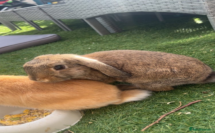 Mixed Breed rabbits - Advert 12