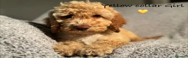 Yellow collar 