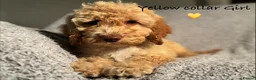 Cockapoo dogs for sale: 🐾 Stunning Litter of 8 Cockapoo Puppies! 🐾 - Advert 20