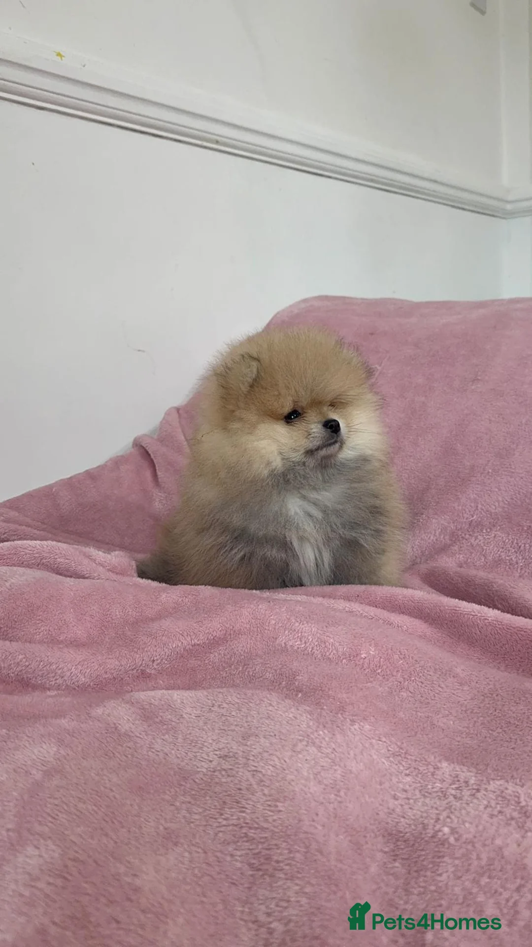 Pomeranian dogs for sale: Ready to go Excellent Pomeranian - Advert 19