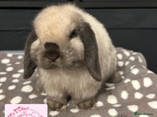 Mini Lop rabbits Vaccinated Purebred Minilops - Advert 4