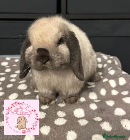 Mini Lop rabbits Vaccinated Purebred Minilops - Advert 8