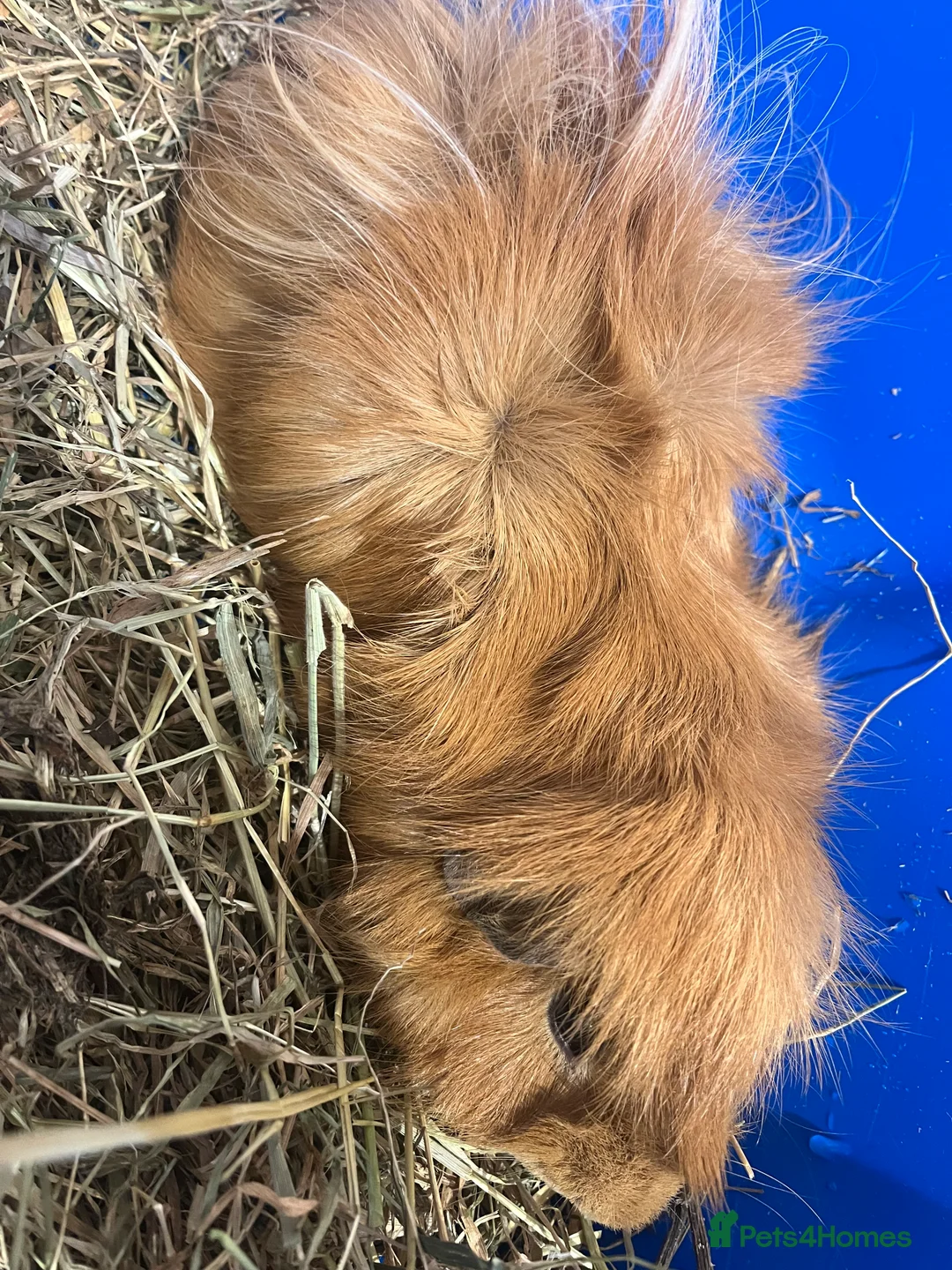 Guinea Pig rodents for sale: 2 male guinea pigs for sale  - Advert 3