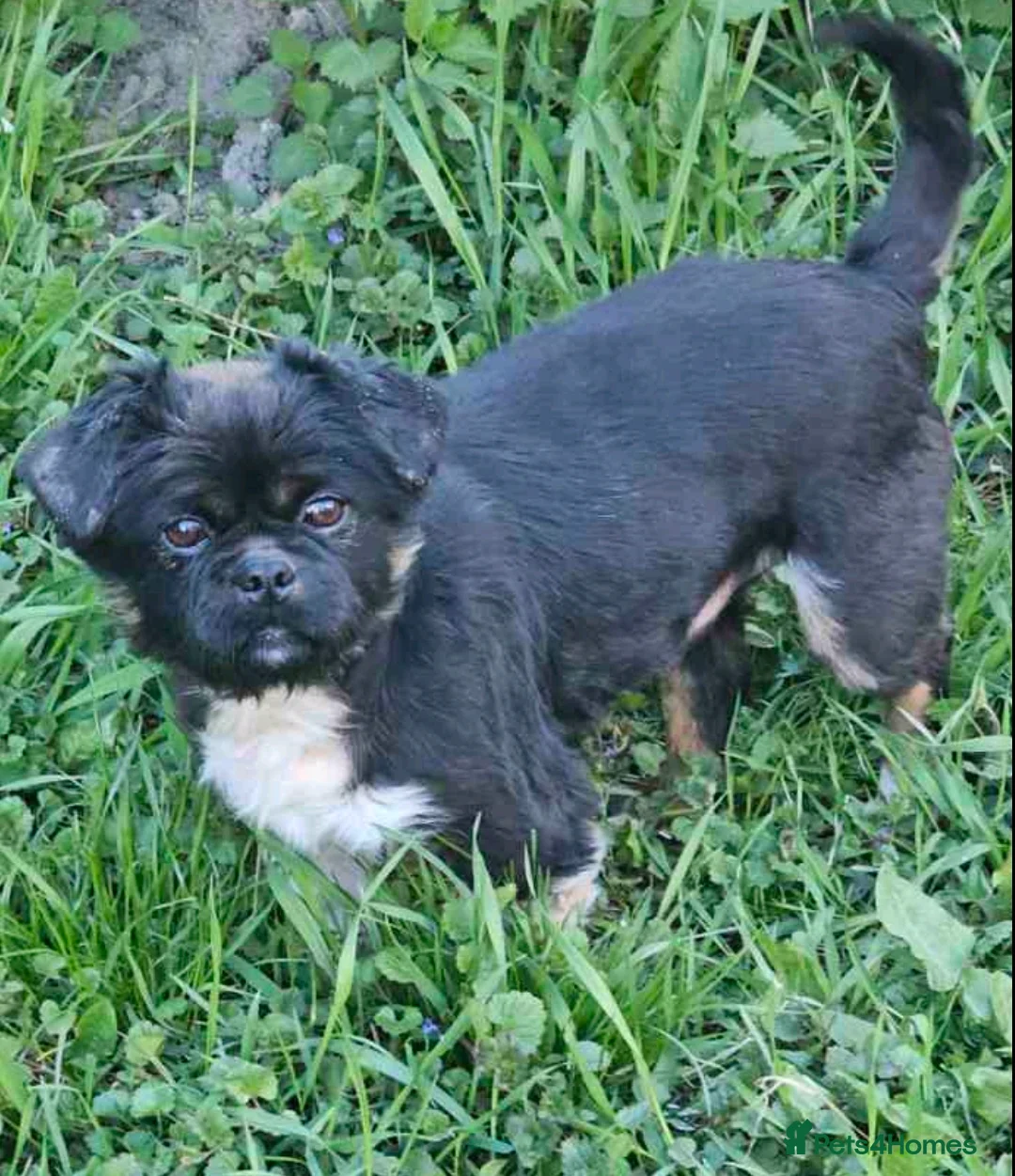Mixed Breed dogs for adoption: 💙🐶 SNOOPY – CHEERFUL, FUNNY in Burton-on-Trent - Advert 2