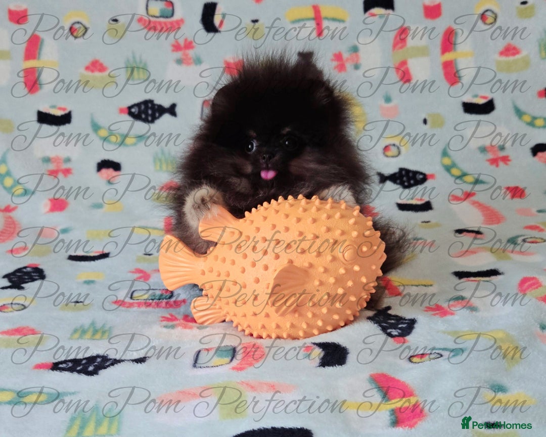 Pomeranian dogs for sale: Teddy Bear Pomeranian Puppies  - Image 6