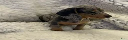 Miniature Dachshund dogs for sale: Very small but cute mini dachshund  - Advert 8