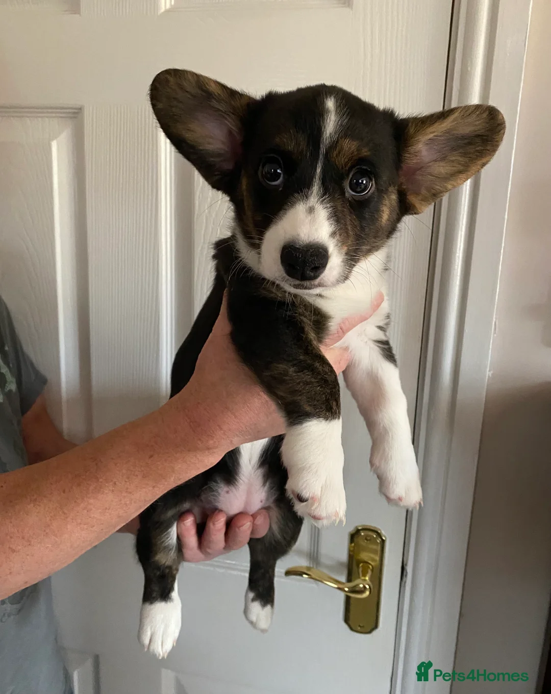 Welsh Corgi Cardigan dogs for sale: WELSH CARDIGAN CORGI GIRLS READY NOW - Advert 3