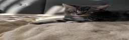 Domestic Shorthair cats for sale: Kittens looking for new homes - Advert 7
