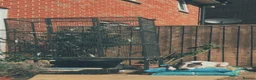Parakeets birds for sale: Lord Darbyan parakeet   in Leamington Spa - Advert 2