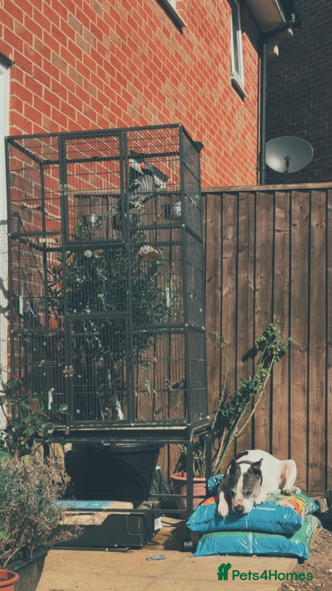 Parakeets birds for sale: Lord Darbyan parakeet   in Leamington Spa - Advert 2