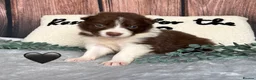 Border Collie dogs for sale: Beautiful Lilac & R/W Border Collie Puppies 🐶 - Advert 3