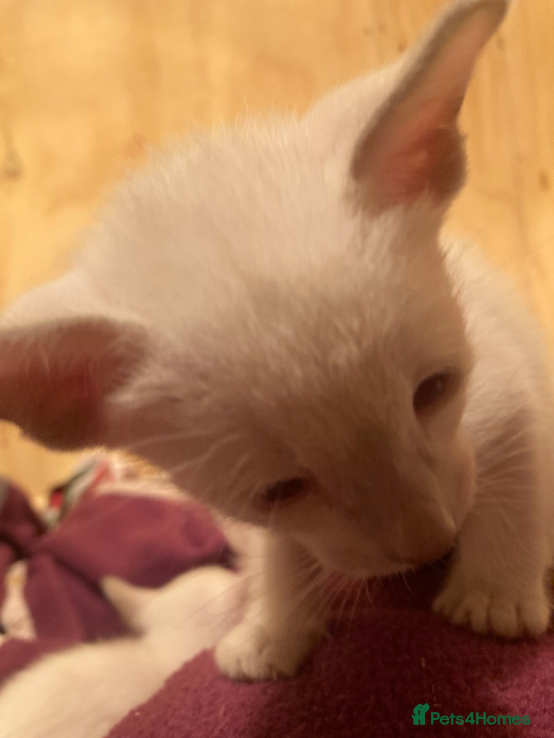Oriental cats for sale: Oriental shorthair kittens - Advert 10