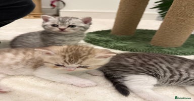 British Shorthair cats - Advert 16