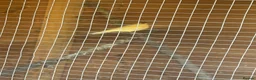 Canaries birds for sale: Canaries for sale  in Stoke-on-Trent - Advert 4