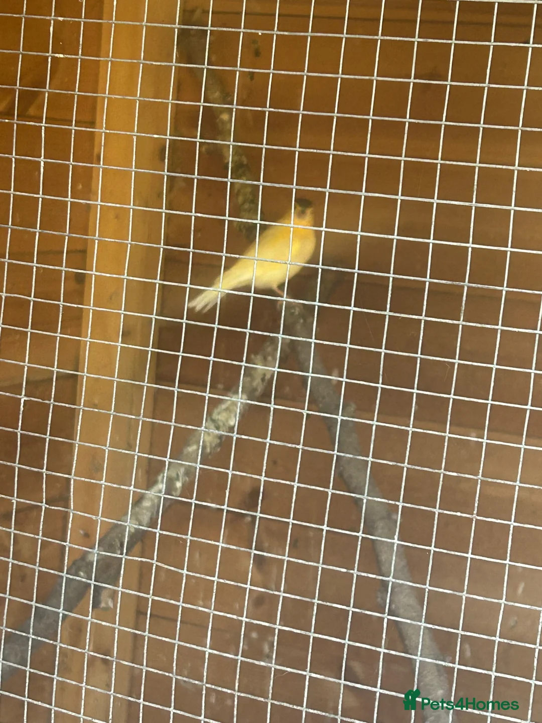 Canaries birds for sale: Canaries for sale  in Stoke-on-Trent - Advert 4