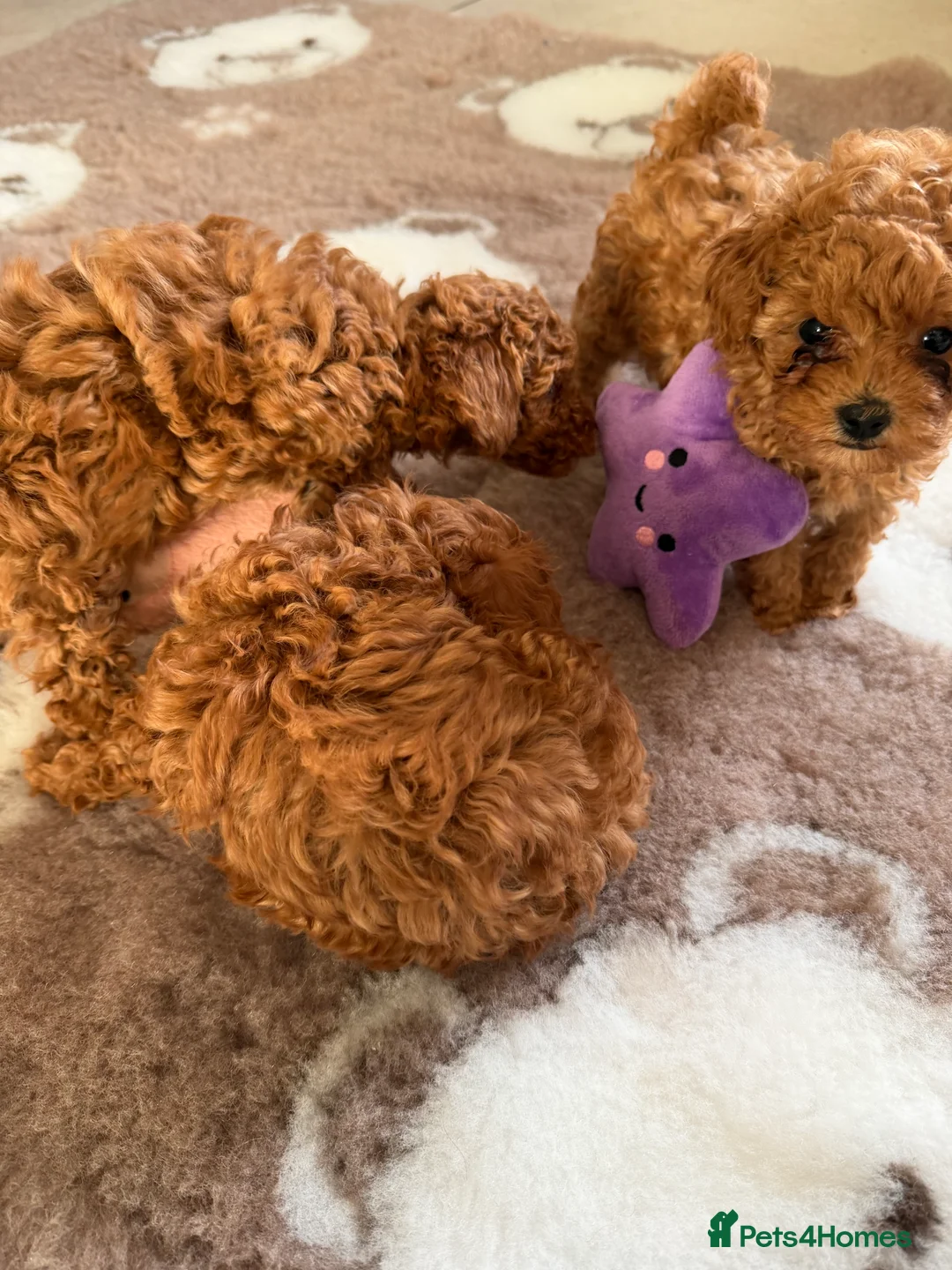 Toy Poodle dogs for sale: Outstanding KC reg Red Toy Poodles  - Advert 23