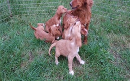 Cockapoo dogs for sale: F1 cockapoos available - Image 10
