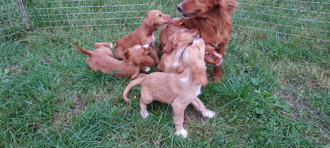 Cockapoo dogs for sale: F1 cockapoos available - Image 10