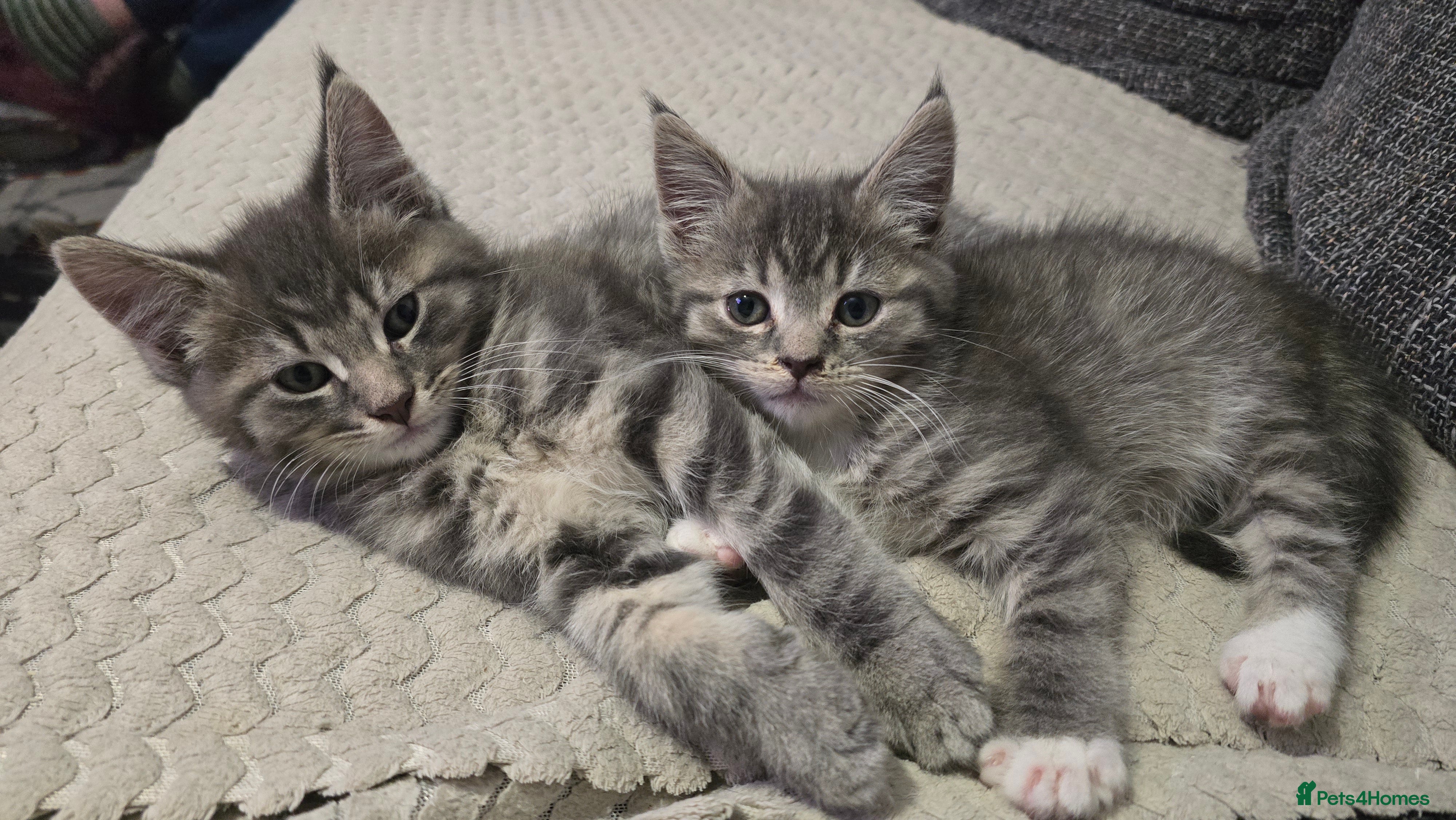 Mixed Breed cats Stunning Maine Coon Mix Kittens–Ready 15th Feb - Advert 11