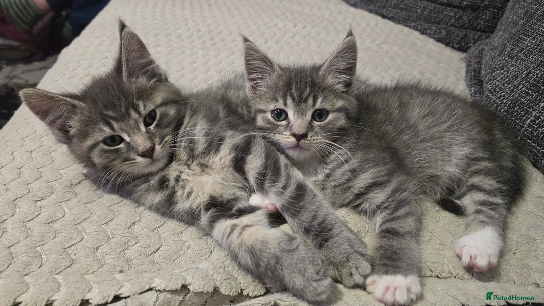 Mixed Breed cats for sale: Stunning Maine Coon Mix Kittens–Ready 15th Feb - Advert 5