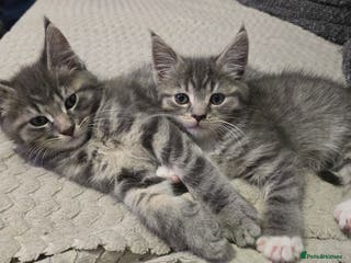 Mixed Breed cats Stunning Maine Coon Mix Kittens–Ready 15th Feb - Advert 3