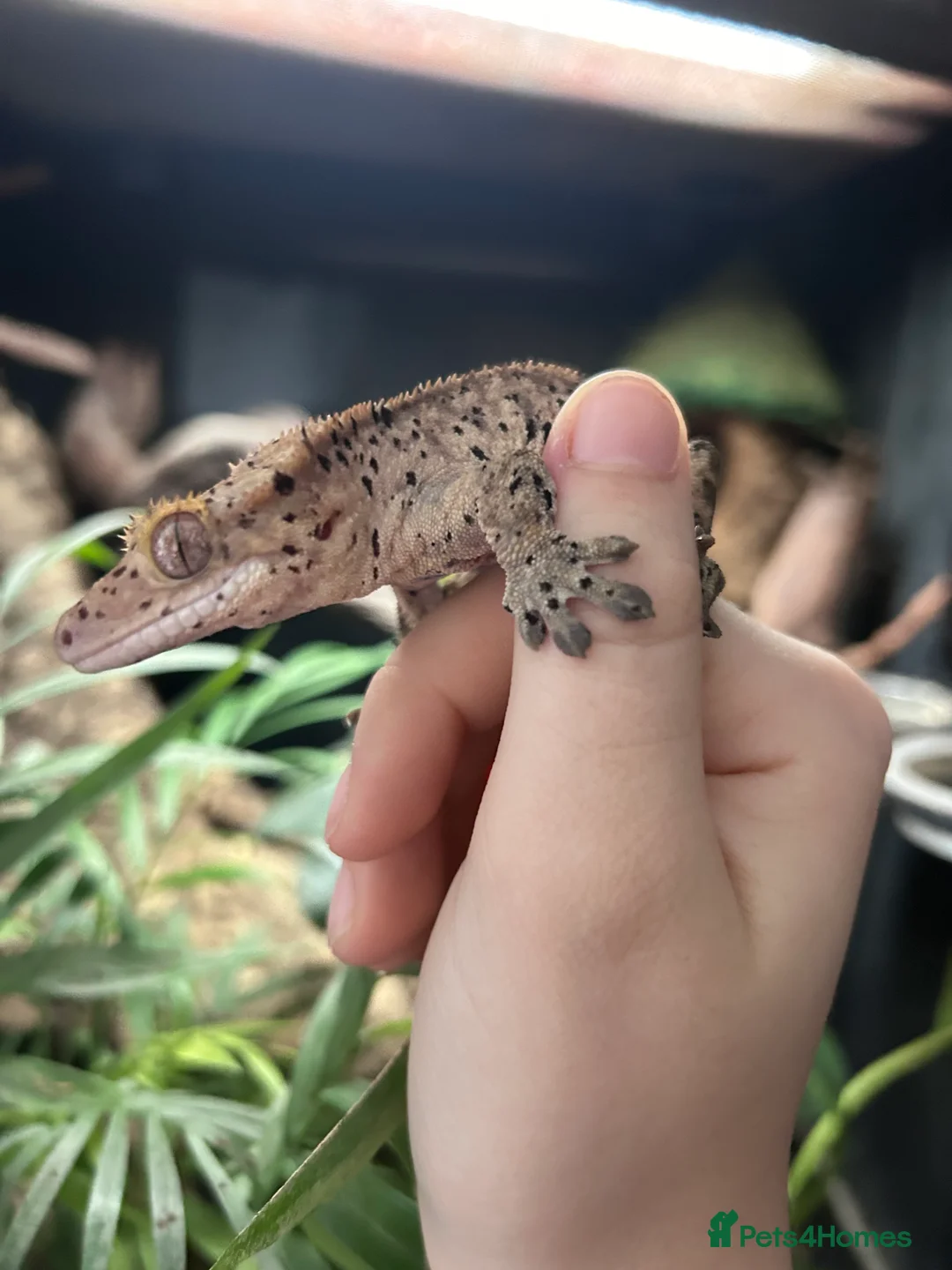 Gecko reptiles for sale: Super Dalmatian Crested Gecko - Advert 1
