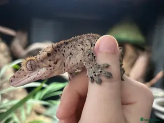 Gecko reptiles Super Dalmatian Crested Gecko - Advert 21
