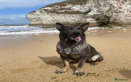 German Shepherd dogs for sale: German shepherd  - Image 2
