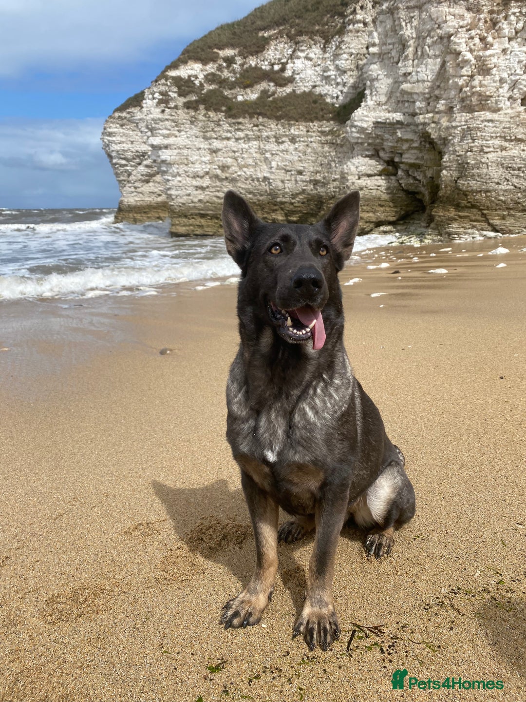 German Shepherd dogs for sale: German shepherd  - Image 2