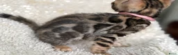 Bengal cats for sale: Bengal Kittens Looking for Loving Homes 🐾  - Advert 18