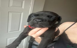 Cane Corso dogs for sale: READY REDUCED CANE CORSO - Image 22