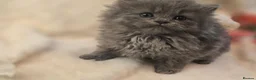 Persian cats for sale: Beautiful Persian babies ready now   - Advert 30