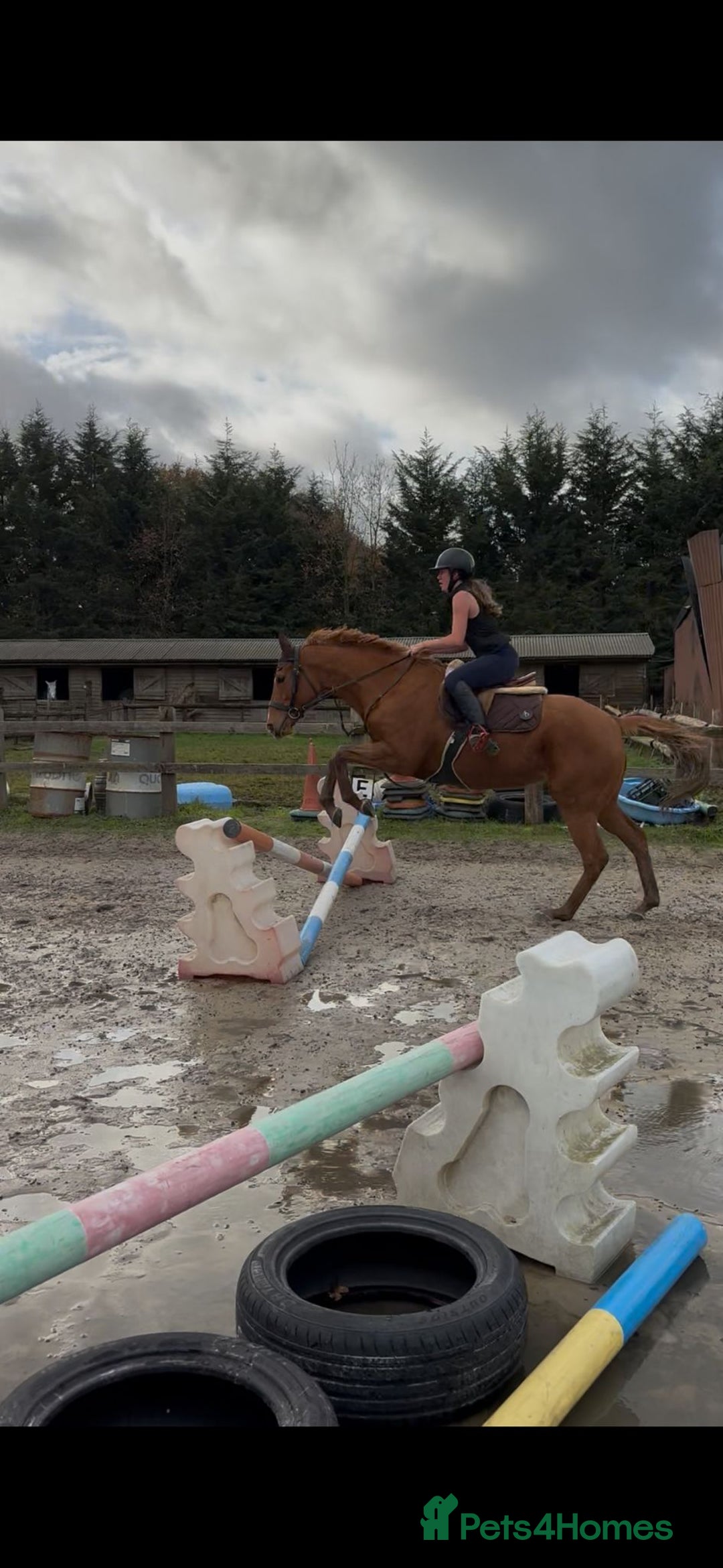 English Thoroughbred horses for sale: Super safe anyones ride - Advert 3