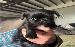 Mixed Breed dogs for sale: Chihuahua, Brussels Griffon cross pups - Image 6