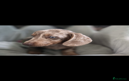 Miniature Dachshund dogs for sale: 12 week old Male Miniature Dachshund - Image 2