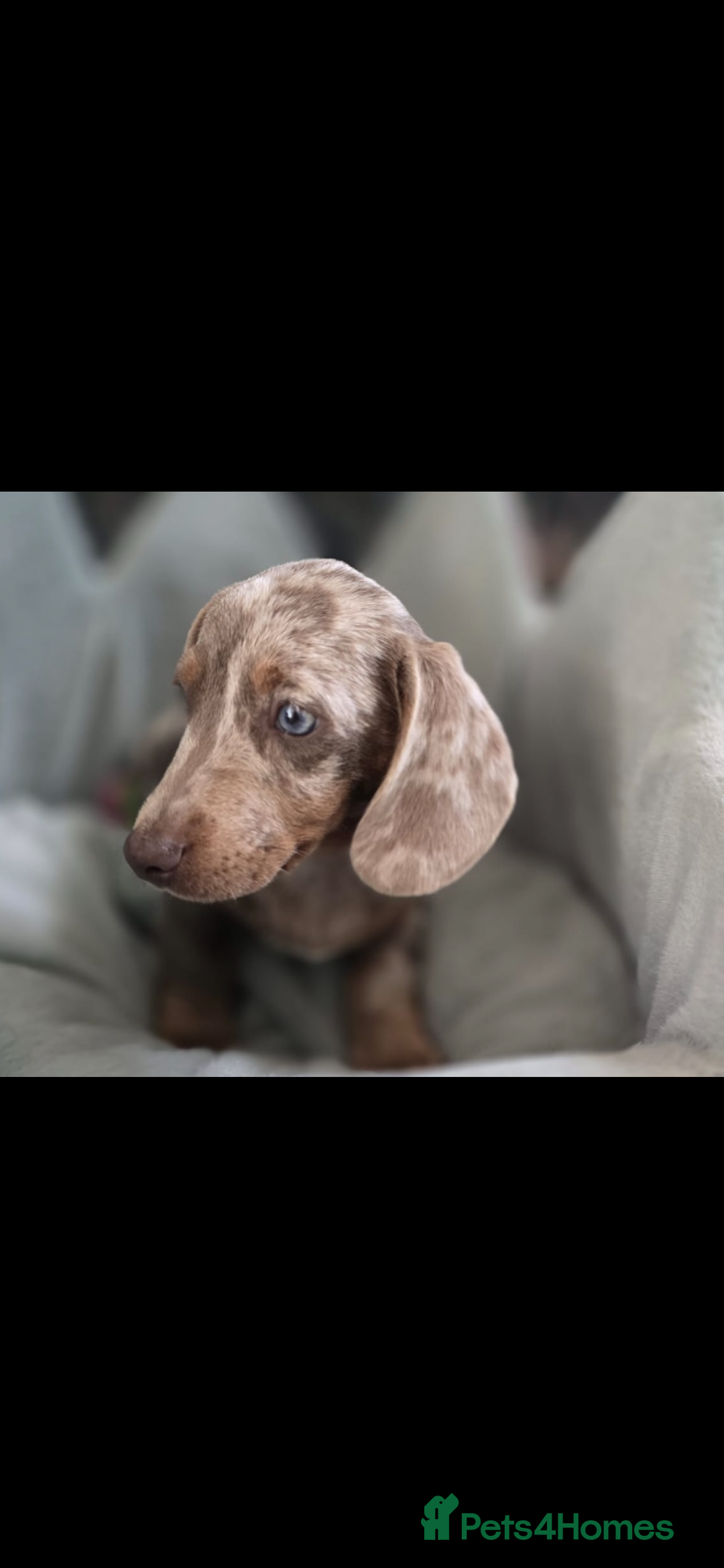 Miniature Dachshund dogs for sale: 12 week old Male Miniature Dachshund - Image 2
