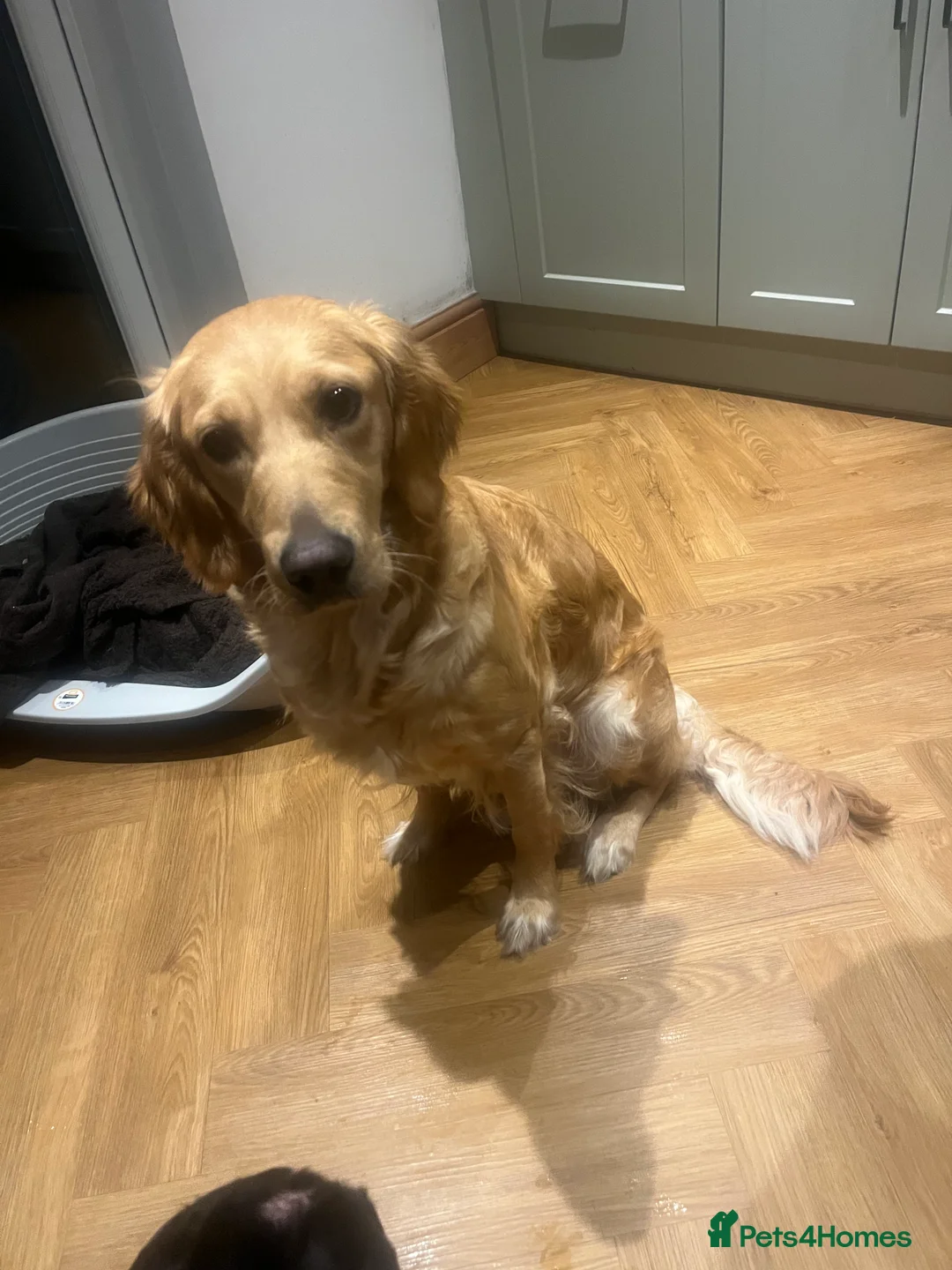 Golden Retriever dogs for sale: Exceptional Golden Retriever-Loving Temperament  in Port Talbot - Advert 14