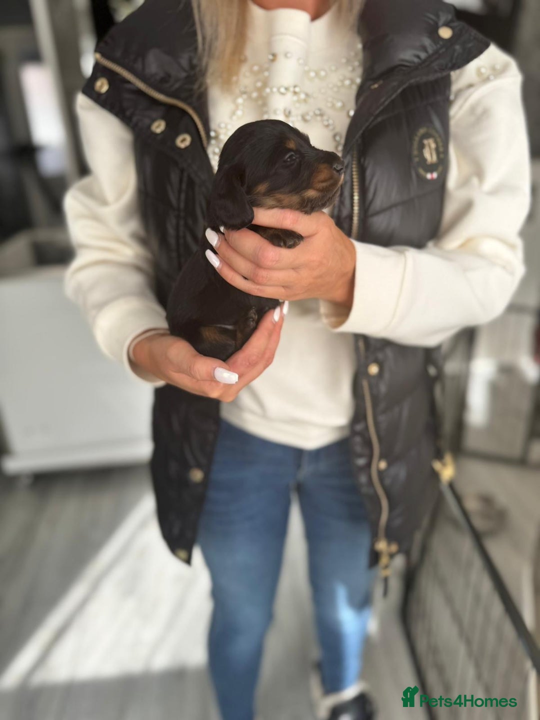 Miniature Dachshund dogs for sale: Miniature long-haired dachshunds - Image 24