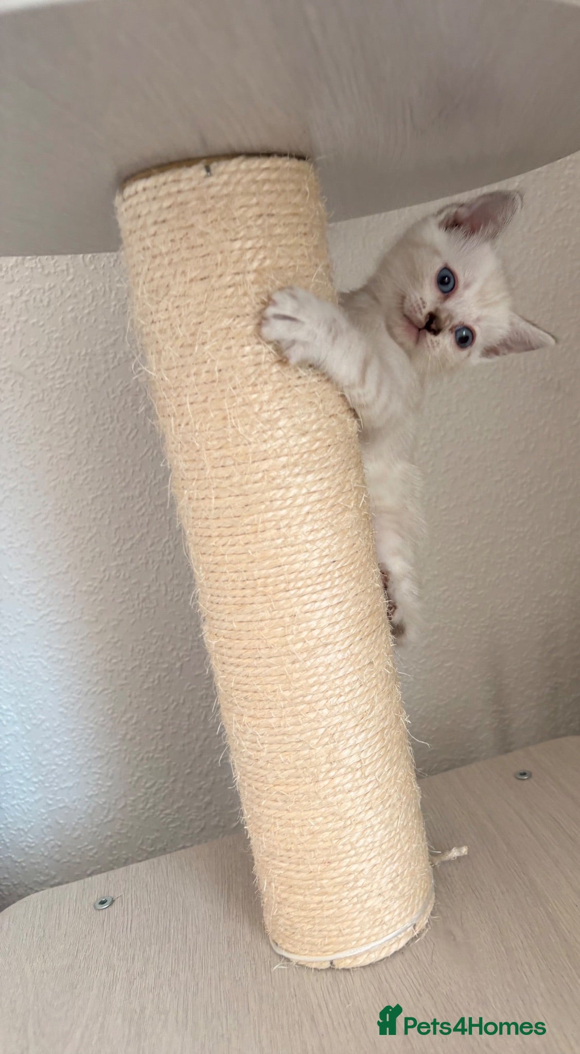 Mixed Breed cats Stunning British short hair x Bengal kittens  - Advert 1