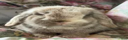 Mini Lop rabbits for sale: Pure bred show quality mini lops  - Advert 22