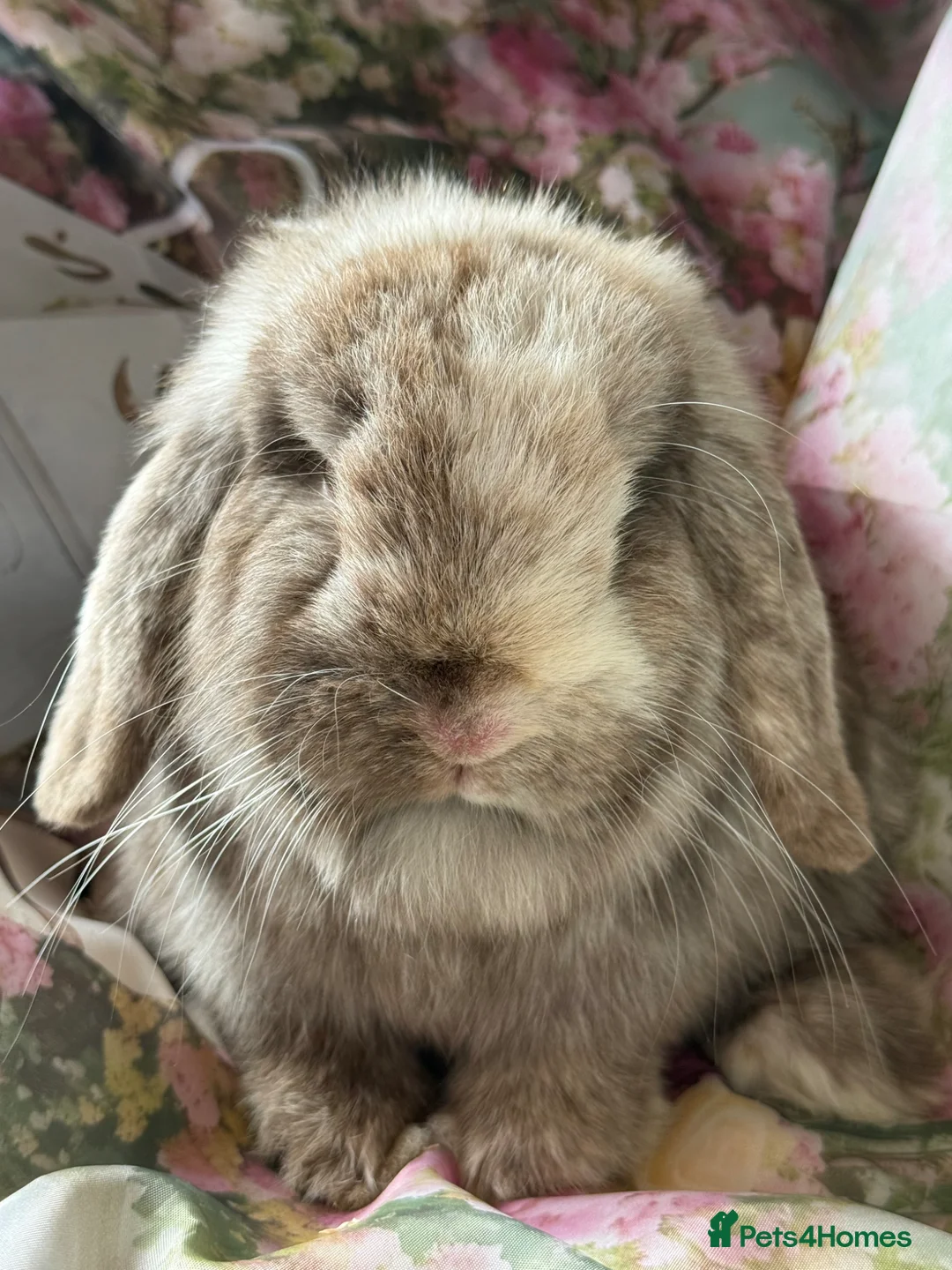 Mini Lop rabbits for sale: Pure bred show quality mini lops  - Advert 22