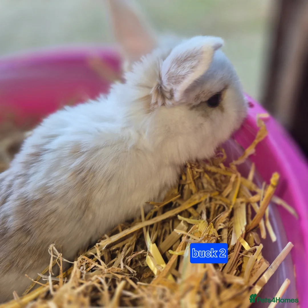 Mini Lop rabbits for sale: Beautiful mini lop x Rhinelander kits ready April - Advert 15