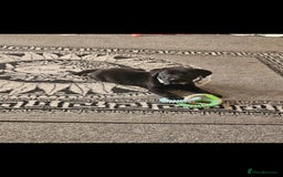 Labrador Retriever dogs for sale: Looking for a new home for Albert  - Image 2