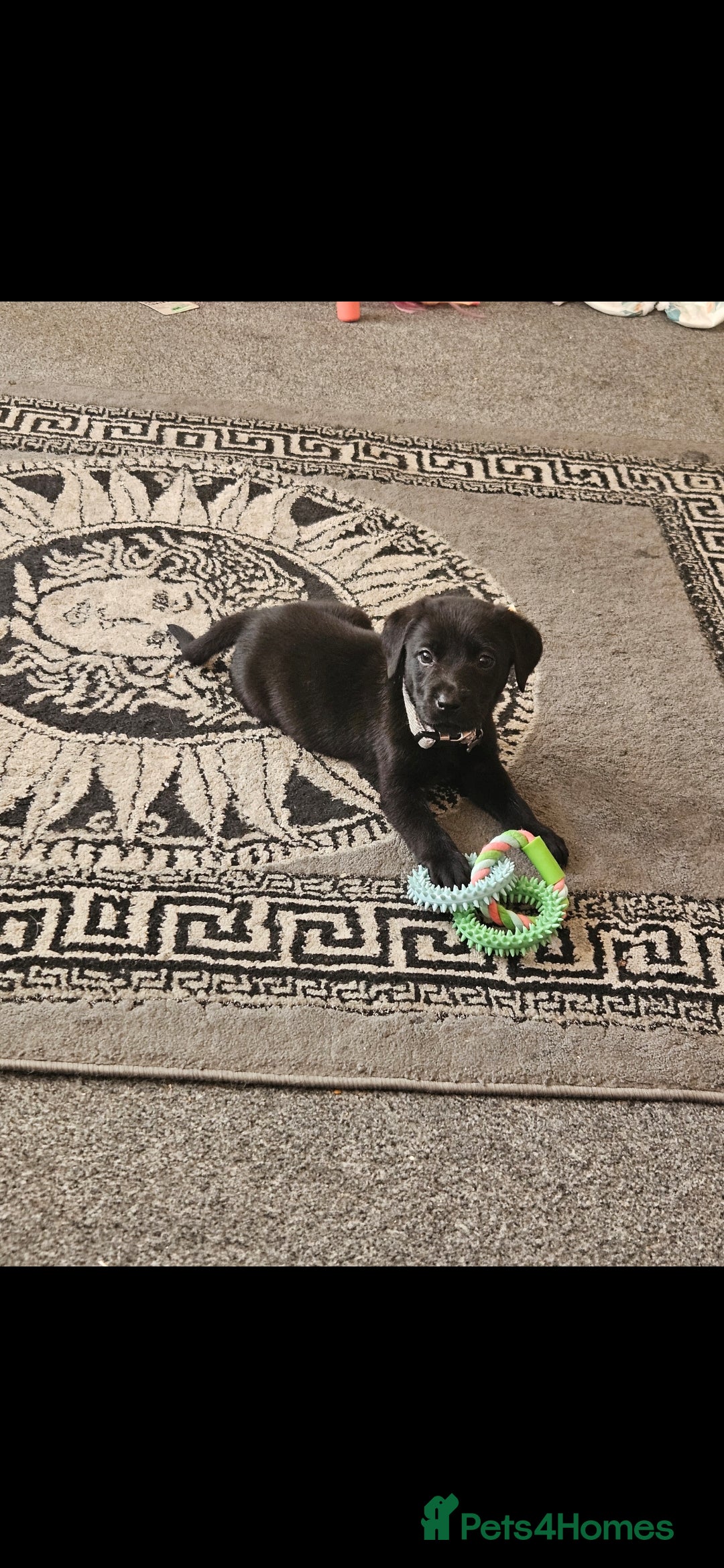 Labrador Retriever dogs for sale: Looking for a new home for Albert  - Image 2