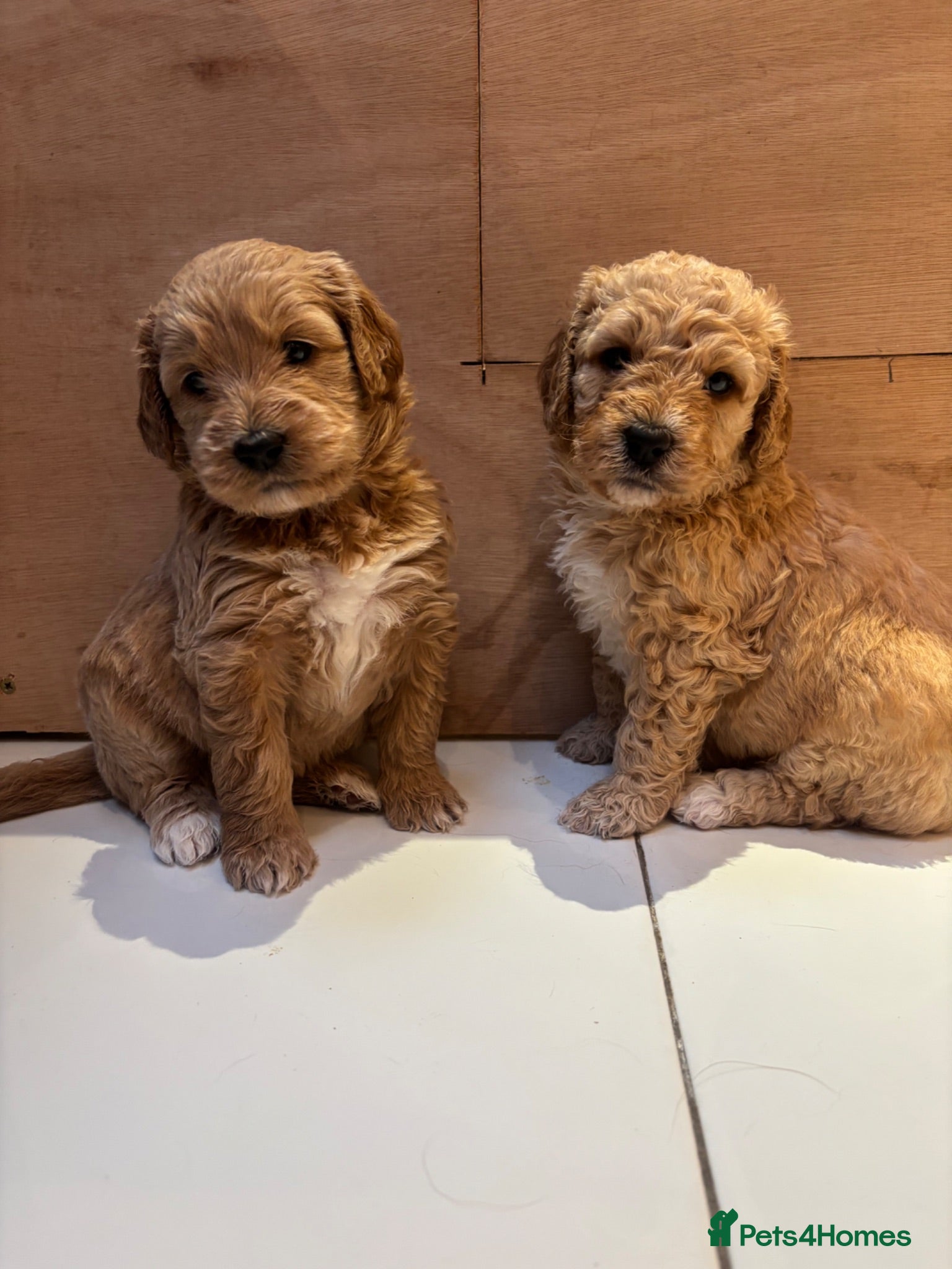 Goldendoodle dogs Beautiful f2b Golden doodles for sale  - Advert 2