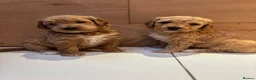Goldendoodle dogs for sale: Beautiful f2b Golden doodles for sale  - Advert 2
