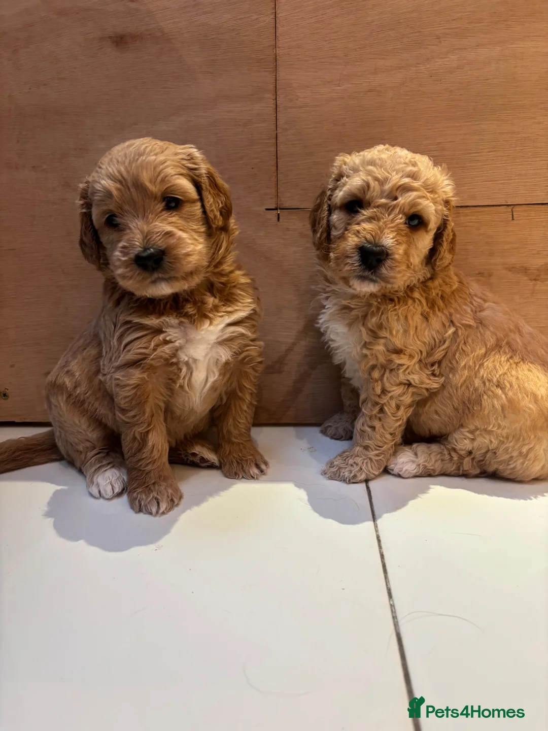 Goldendoodle dogs for sale: Beautiful f2b Golden doodles for sale  - Advert 2