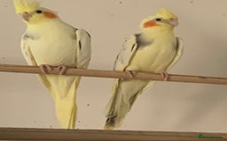 Cockatiels birds for sale: Cockateils  - Image 2